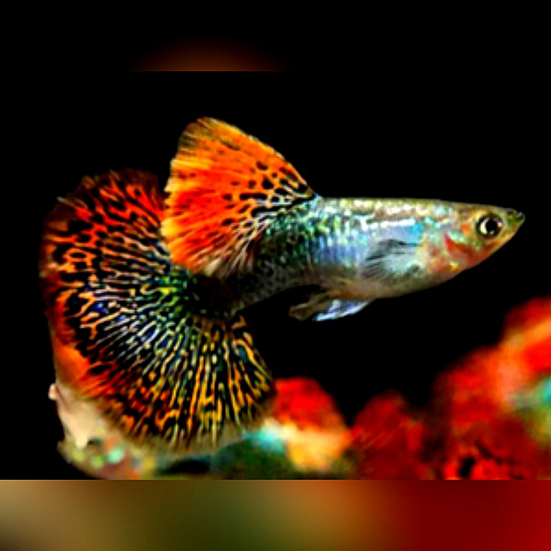 Hochzucht Guppy - Red Dragon