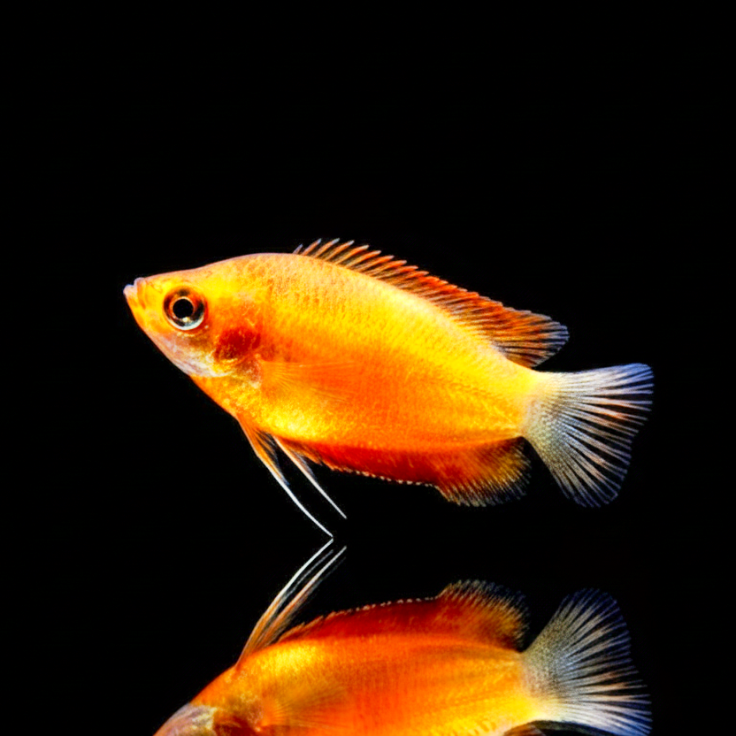 Honiggurami – Colisa chuna (Trichogaster chuna) 🍯🐟