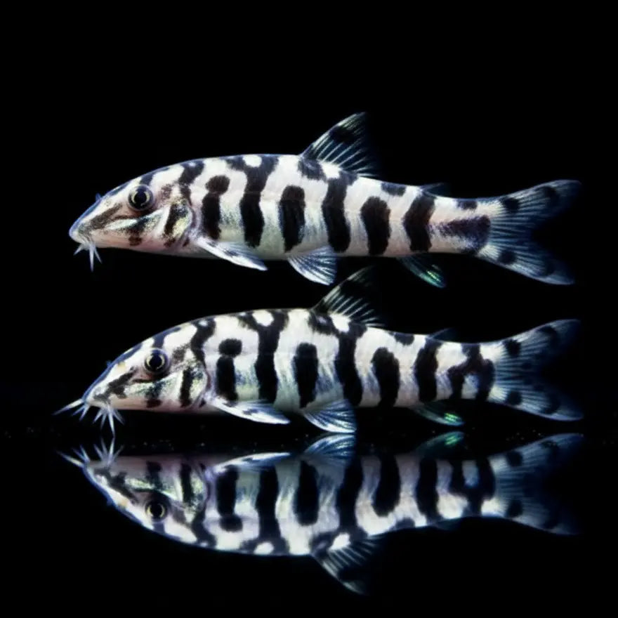 Netzschmerle - 🤍🖤 Botia lohachata AquaTimo