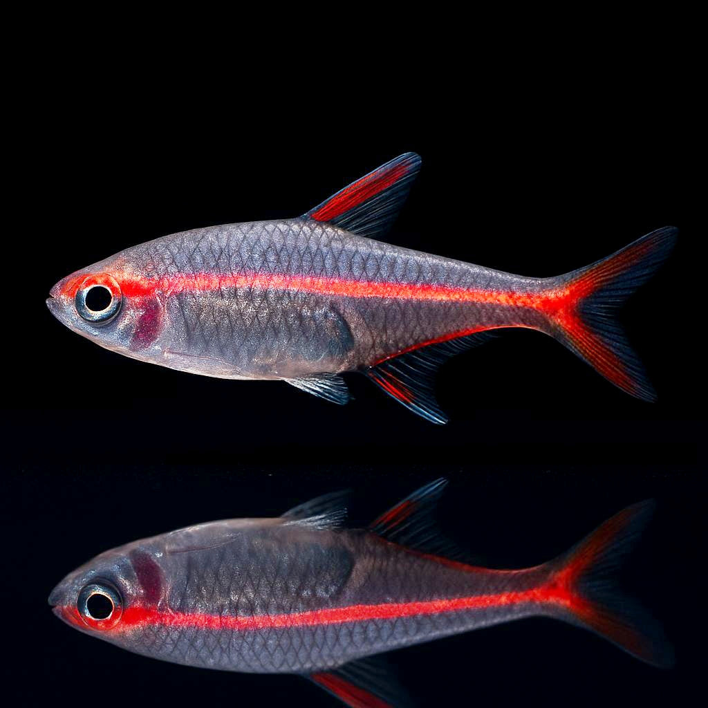 Hemigrammus erythrozonus - Glühlichtsalmler