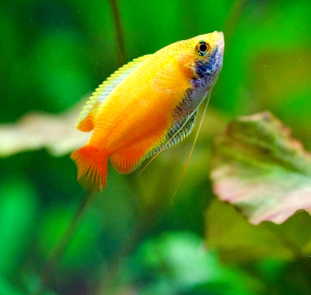 Honiggurami – Colisa chuna (Trichogaster chuna) 🍯🐟