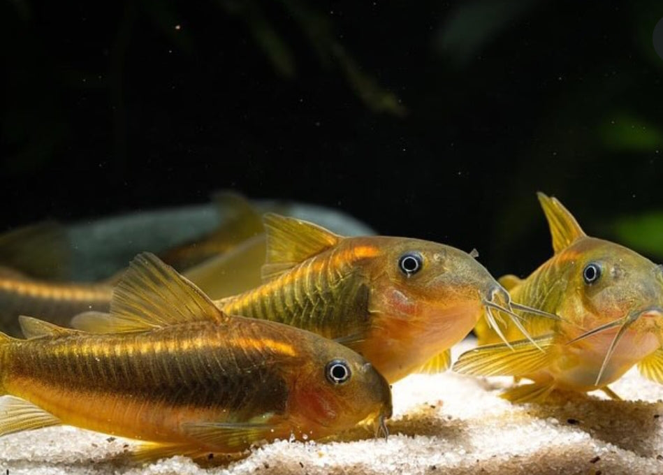 Metallpanzerwels „Gold Stripe“ – Corydoras aeneus var. „gold stripe“ ✨🐟 CW010
