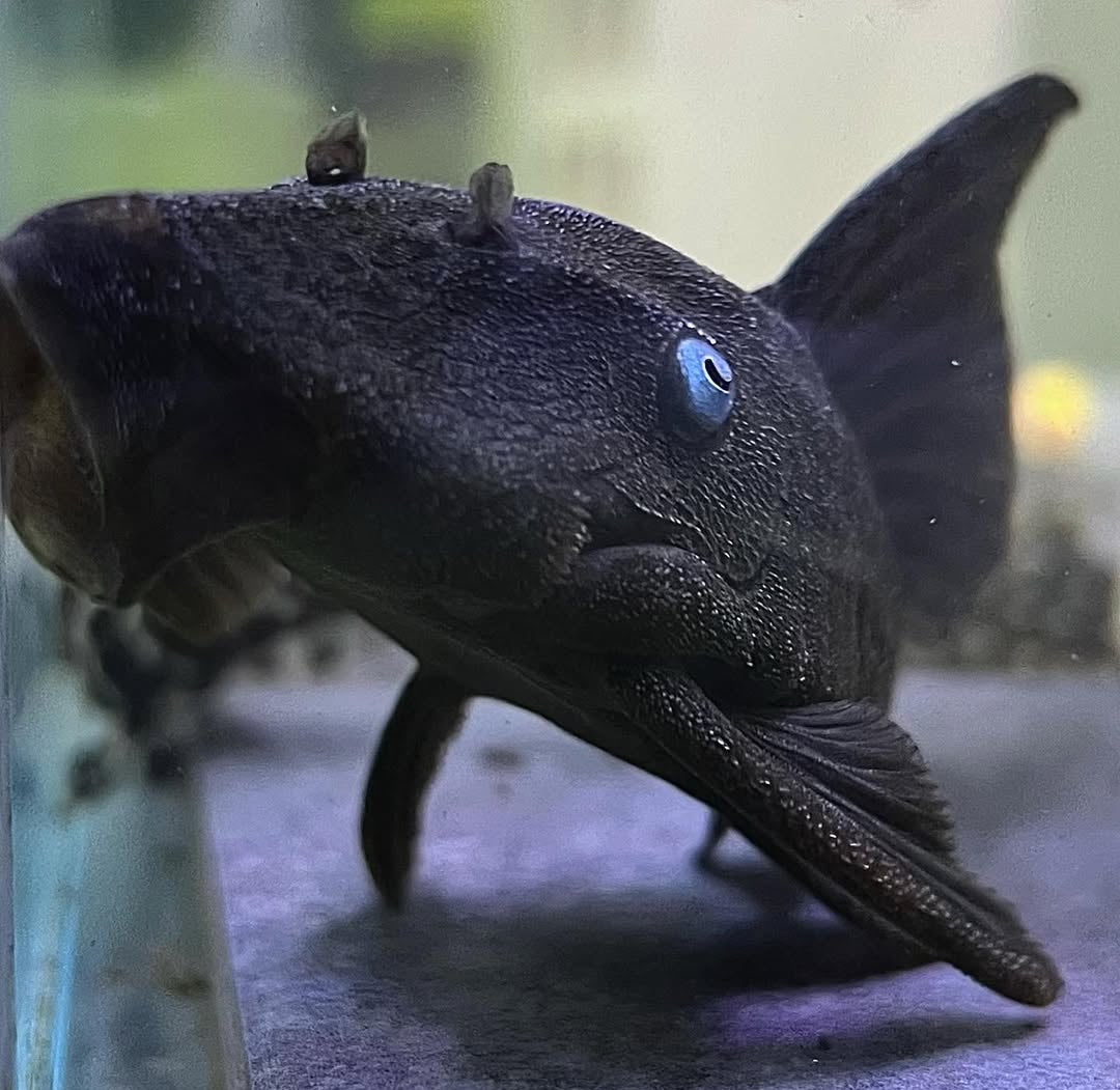 Blauaugen-Harnischwels – Panaque suttoni (Panaque suttonorum) 💙🐟  ca. 14-18 cm