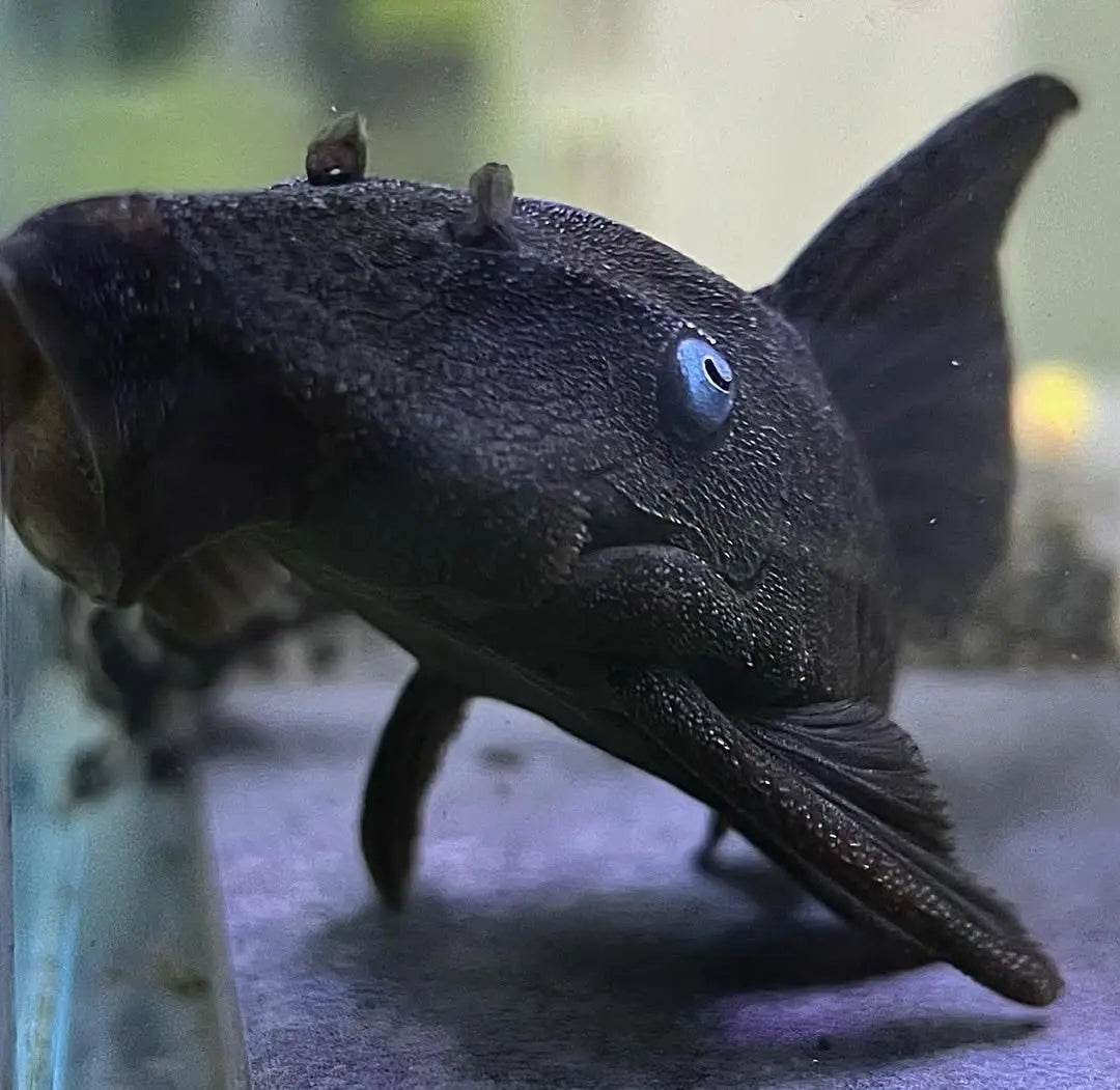 Blauaugen-Harnischwels – Panaque suttoni (Panaque suttonorum) 💙🐟 ca. 12-15 cm AquaTimo