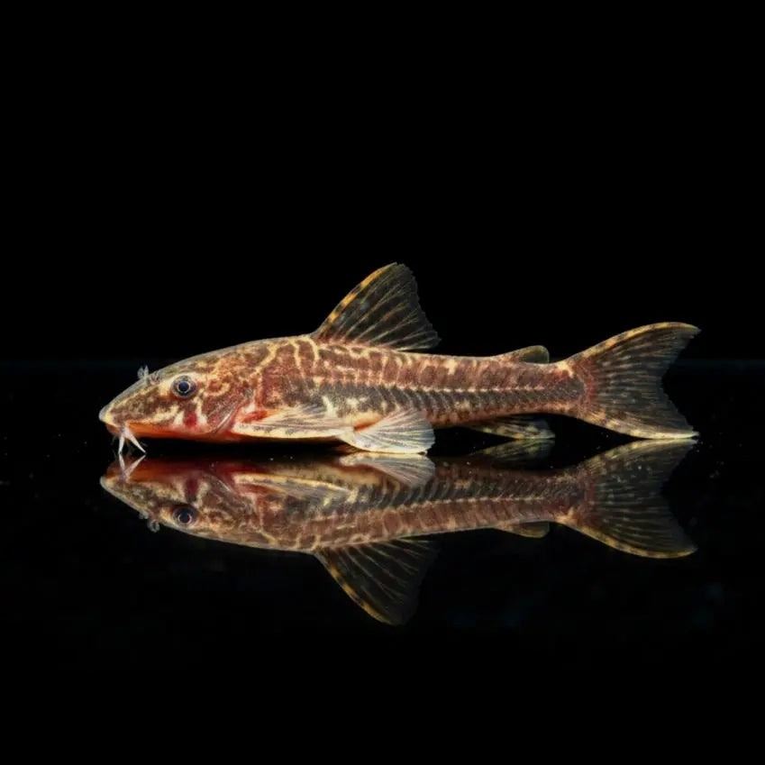 Brauner Otocinclus negros (Otothyropsis piribebuy) 🍂🐟 AquaTimo