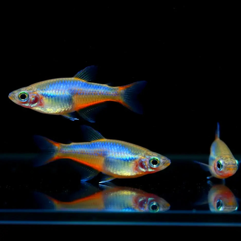 Neon Reisfisch - 💜 Oryzias woworae Blue Daisy - aus liebevoller Zucht Mein Shop