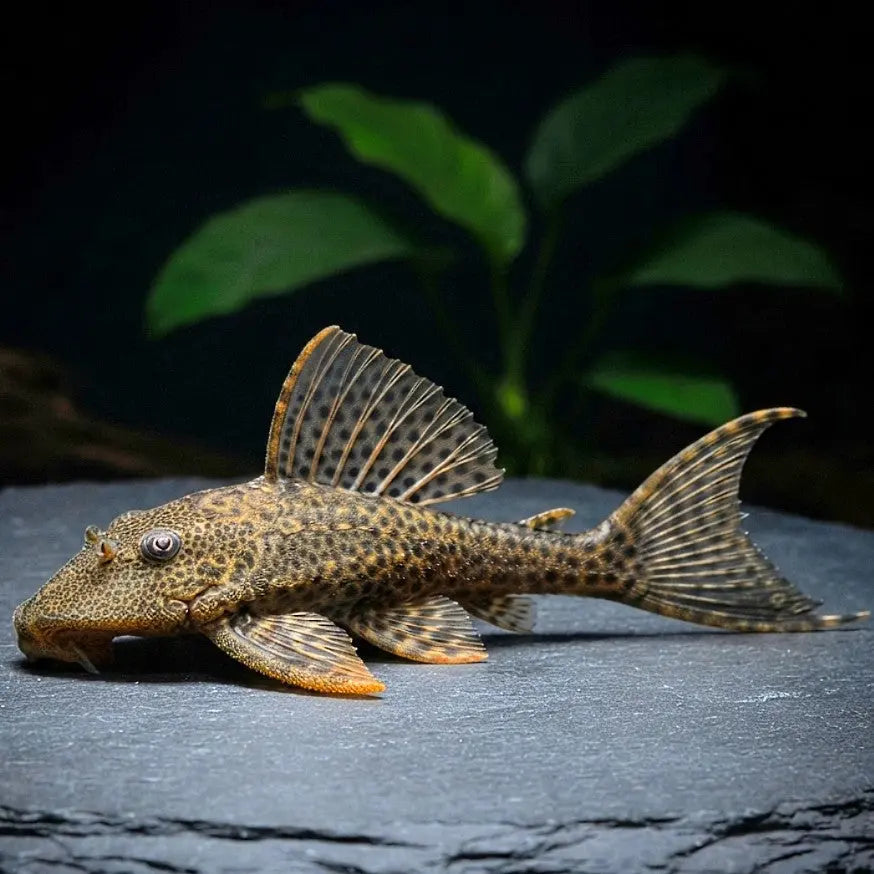 Leoparden-Segelschilderwels – Hypostomus plecostomus 🐟🌿🛡️ AquaTimo
