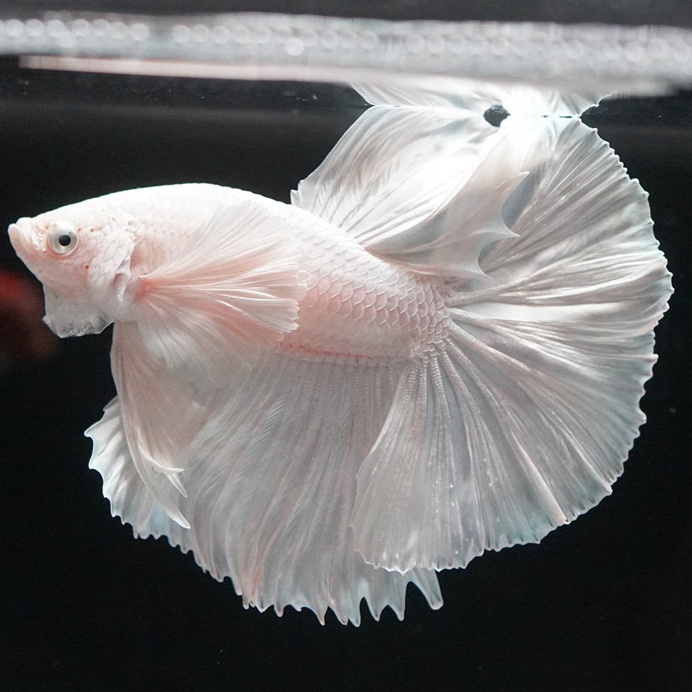 Betta splendens "Halfmoon Full White" – Eleganter Kampffisch in reinem Weiß