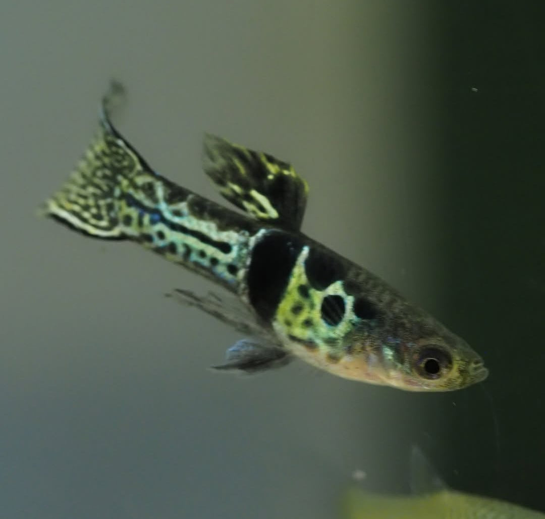 Poecilia wingei Endler – Green Tiger King Cobra 🐍💚🐯