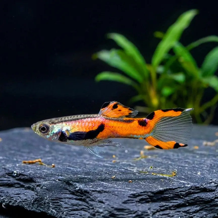 Guppy Endler Red AquaTimo