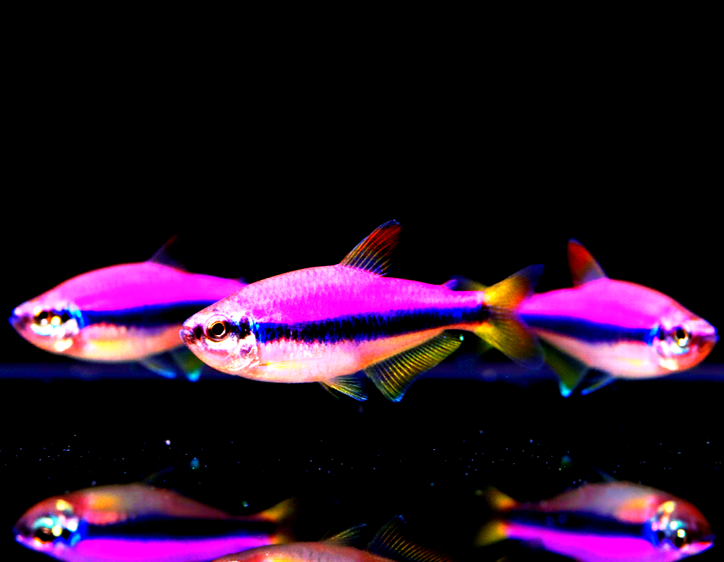 Königssalmler Rosa – Inpaichthys kerri 👑💗🐟