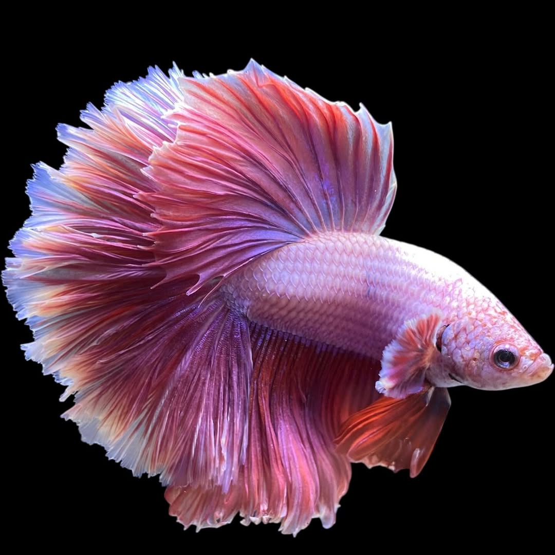 Betta splendens "Halfmoon Purple" – Farbenfroher Kampffisch mit spektakulärer Färbung