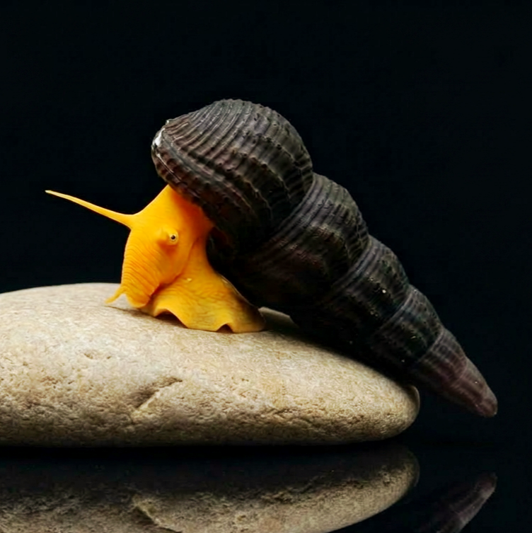 Tylomelania orange - Felsenschnecke 5-8 cm groß