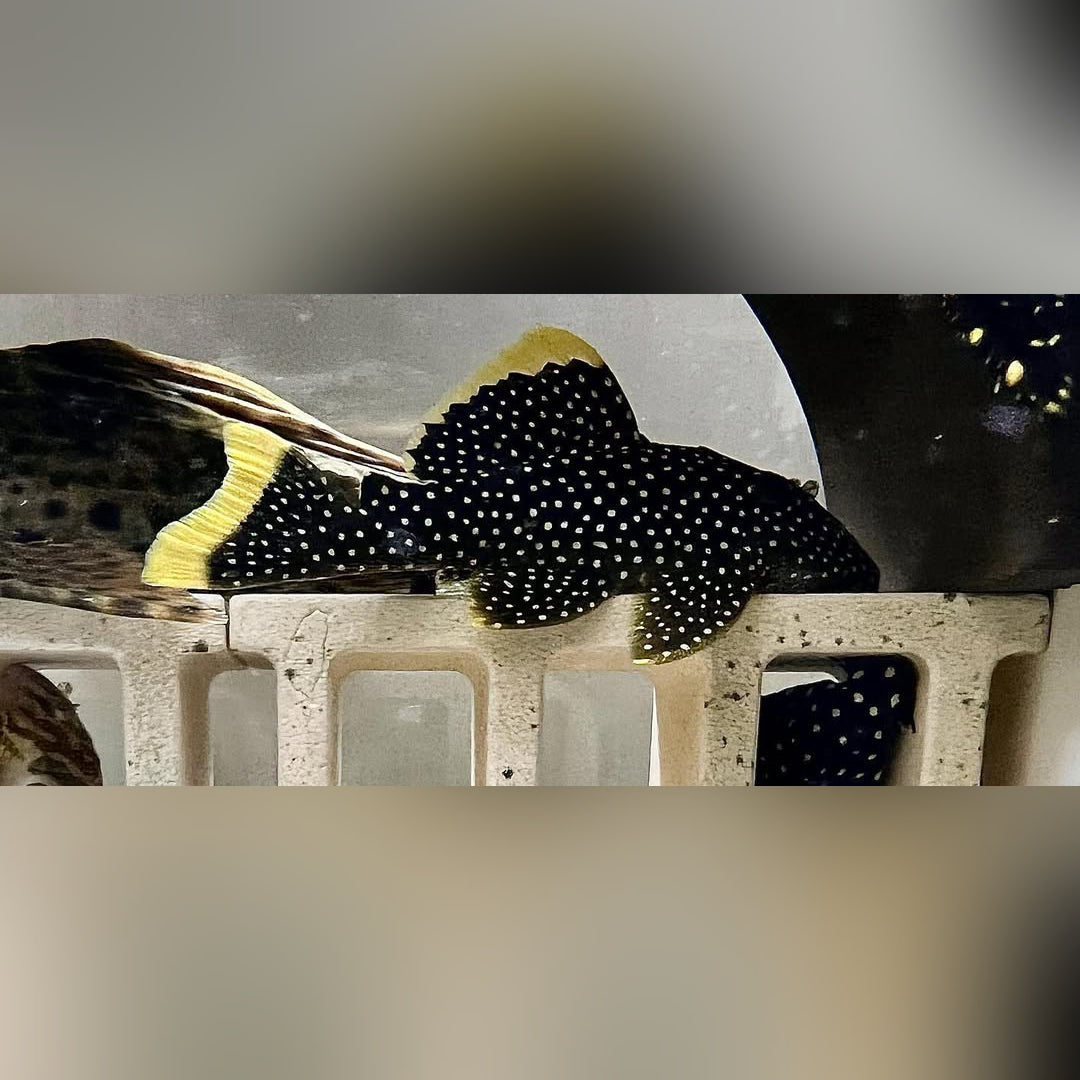 Gelbsaum-Prachtharnischwels – Baryancistrus xanthellus L018 | L081 🟡🖤 Golden Nugget