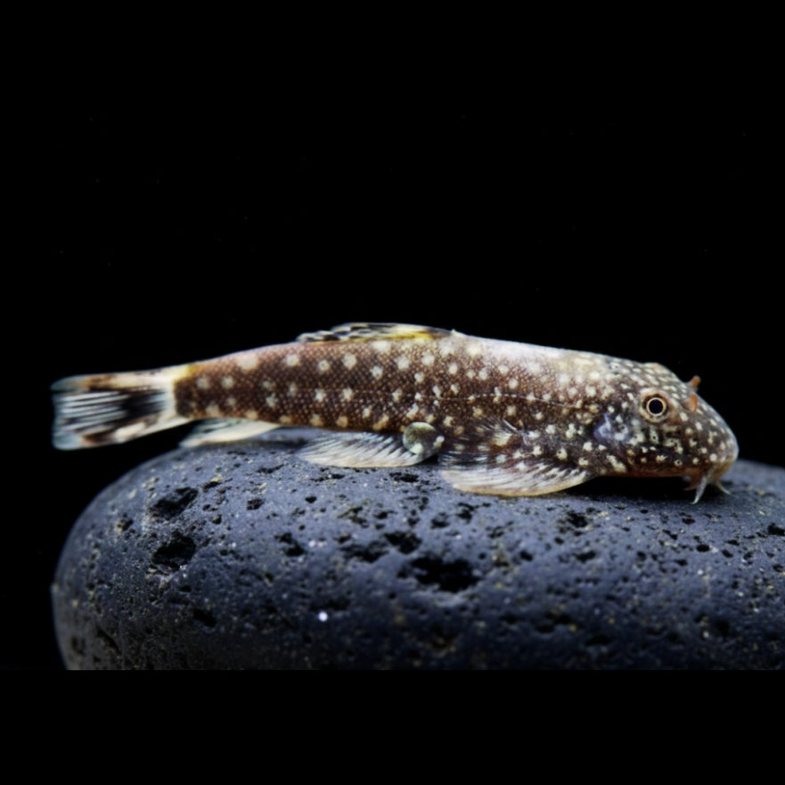 Pünktchen-Flossensauger – Gastromyzon punctulatus 🐟🌿