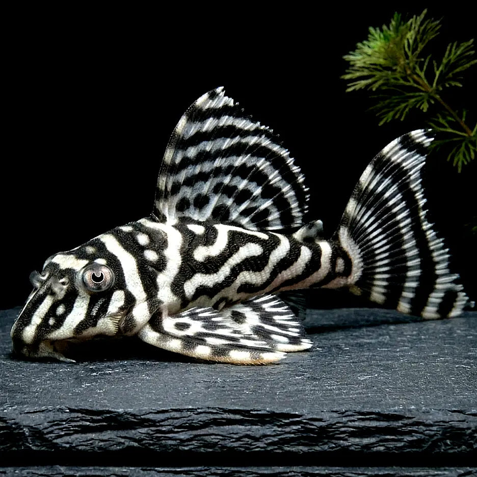 L333 - 🖤🤍 Königstiger Harnischwels "Spezial" - Hypancistrus sp. AquaTimo