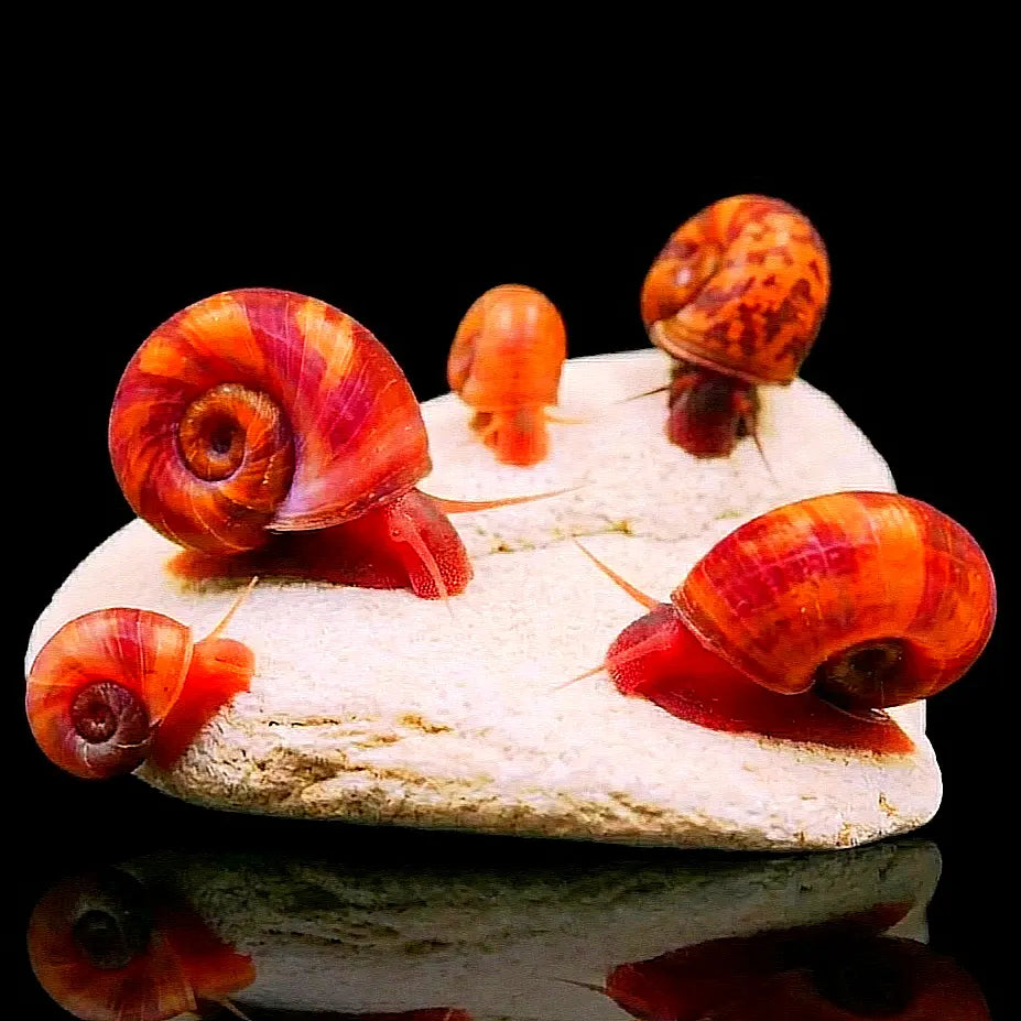 Posthorn Schnecke 🧡 "Rot-Orange" - PHS AquaTimo
