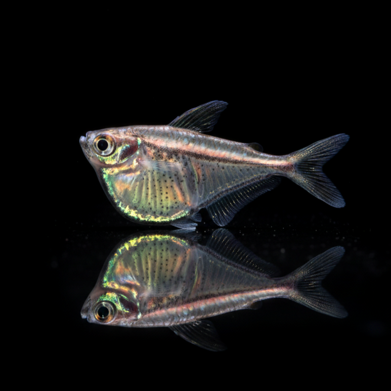 Schwarzschwingen-Zwergbeilbauchsalmler – Carnegiella schereri