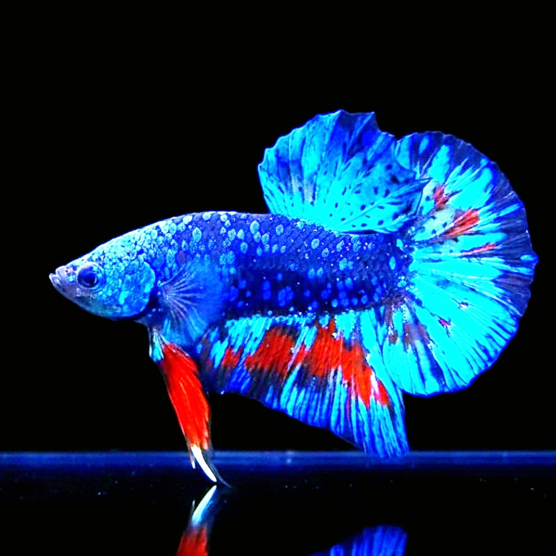 Betta splendens "Plakat Mix" – Kurzflossiger Kampffisch in bunter Vielfalt