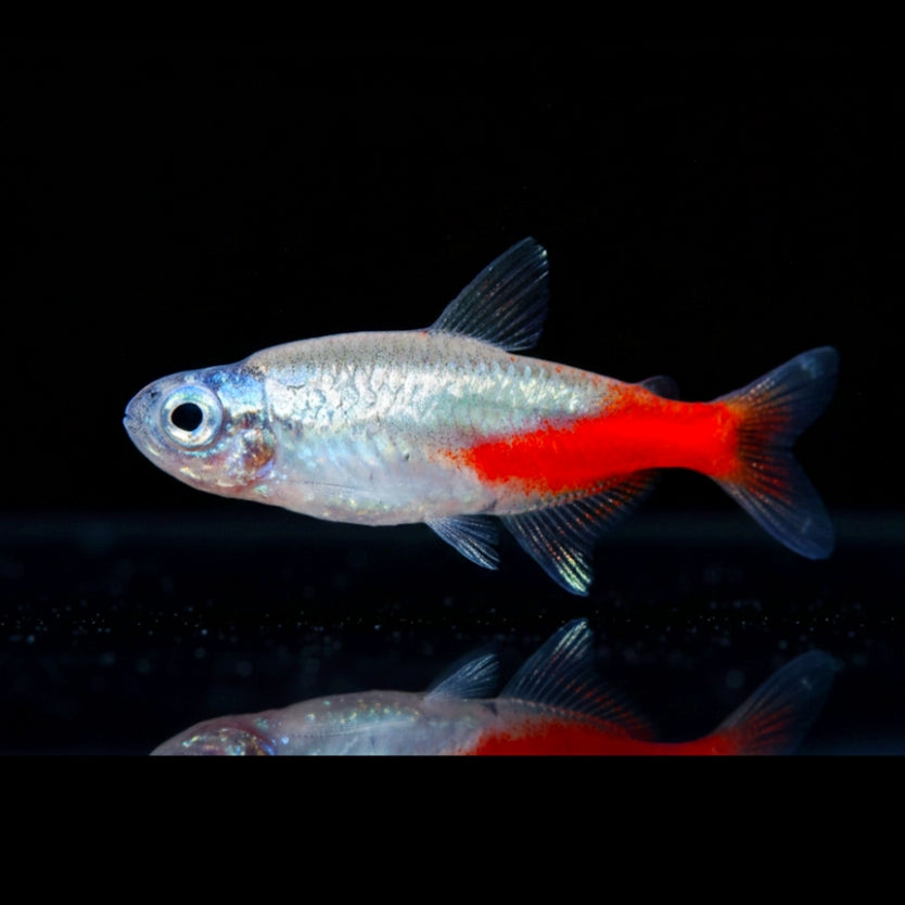 Neonsalmler "Diamond" – Paracheirodon innesi "Diamond"