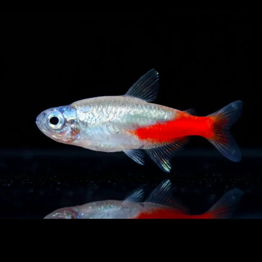 Neonsalmler "Diamond" – Paracheirodon innesi "Diamond" AquaTimo