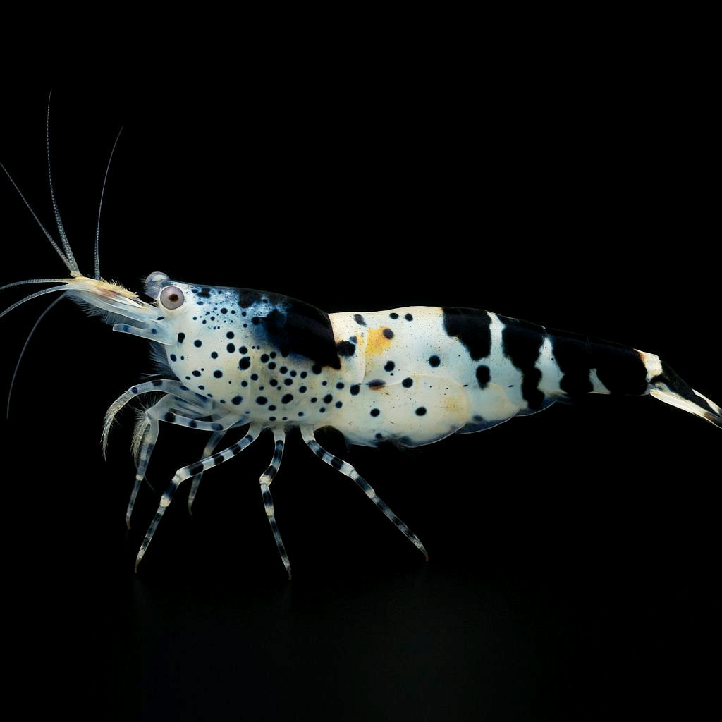 Neocaridina davidi - Black Carbon Rili Garnele