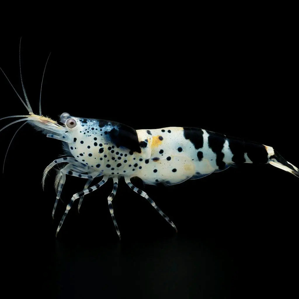 Neocaridina davidi - Black Carbon Rili Garnele AquaTimo