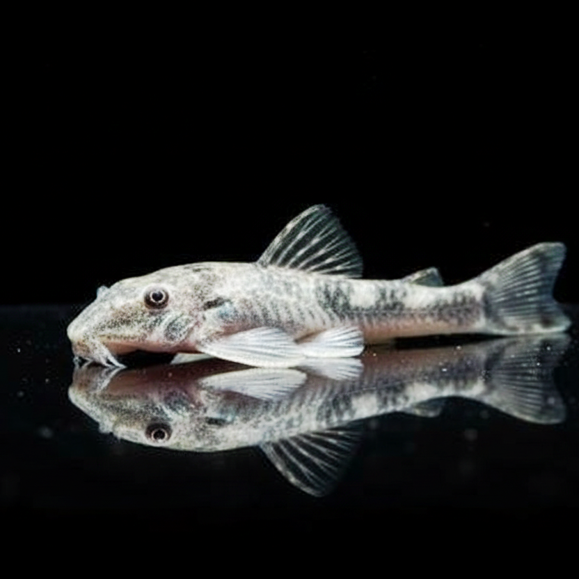 Pitbull-Harnischwels
Parotocinclus sp. LDA 25 L025🐟💪