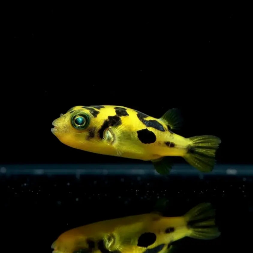 Erbsen-Kugelfisch – 💚 Carinotetraodon travancoricus AquaTimo