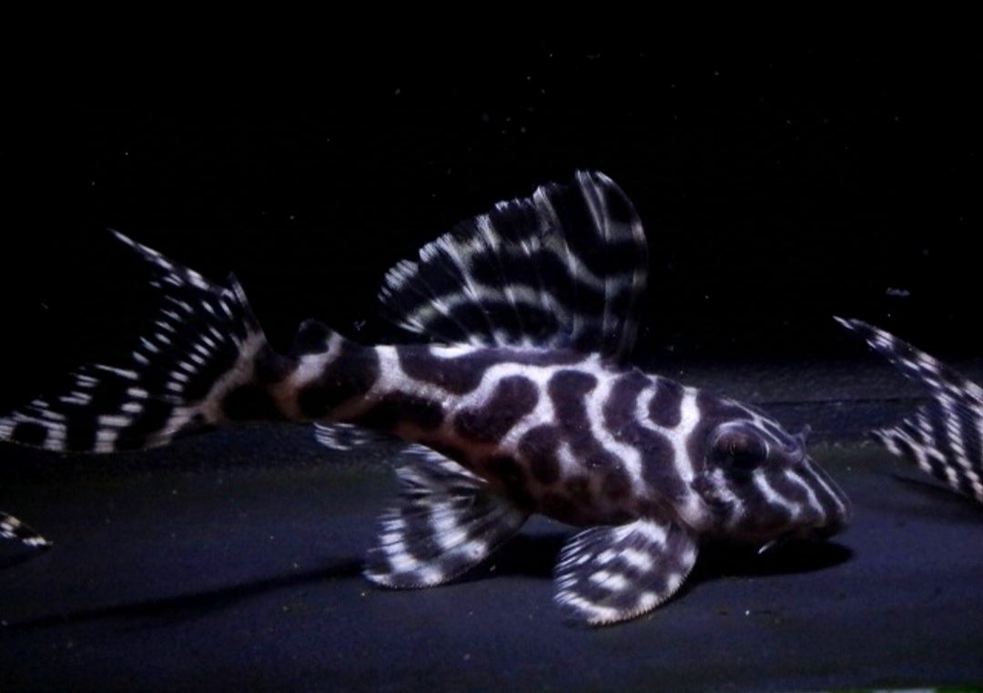 L236 Welse: Iriri-Harnischwels, Hypancistrus spec. ca 5 cm