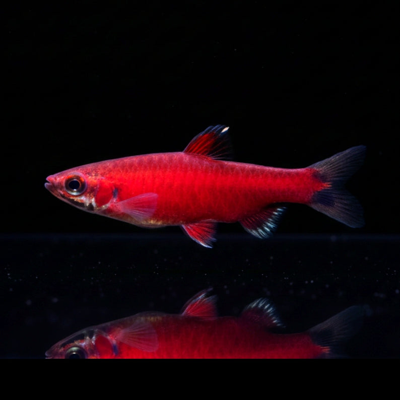 Super-Roter Ziersalmler – Nannostomus spec. "Super Red" (WF AMAYA)