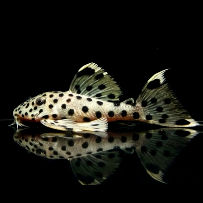 Weißspitzen Rüsselzahnwels - leporacanthicus joselimai L264 🐟⚪