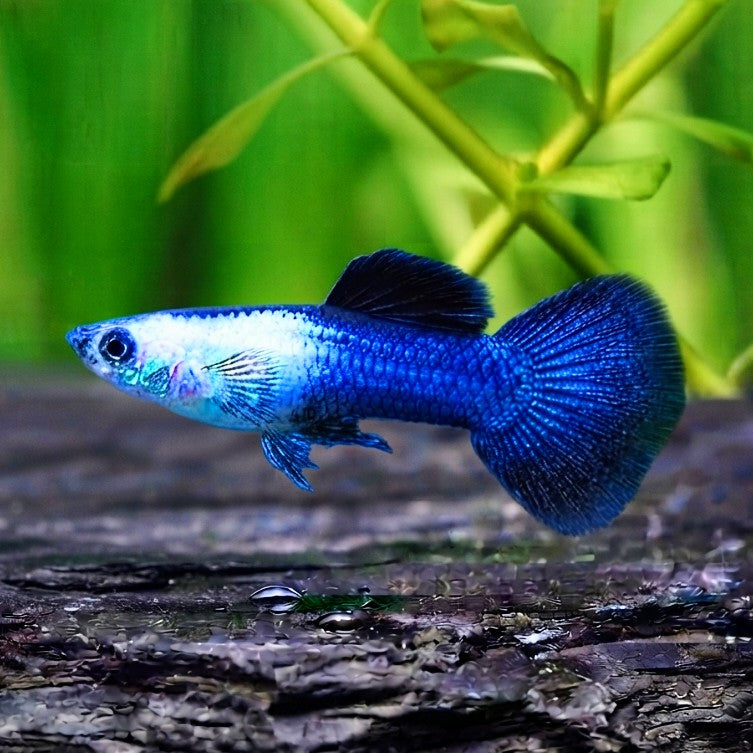 Hochzucht-Guppy - 💙 Blue Panda