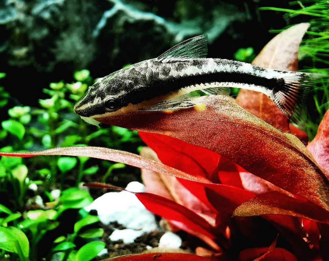 Ohrgitter-Harnischwels – Otocinclus affinis 🍃🐟