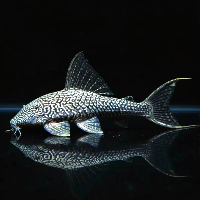 L90a – Panaque bathyphilus "Papa Ojo" 🐟🪵 Weißschwanzpanaque AquaTimo