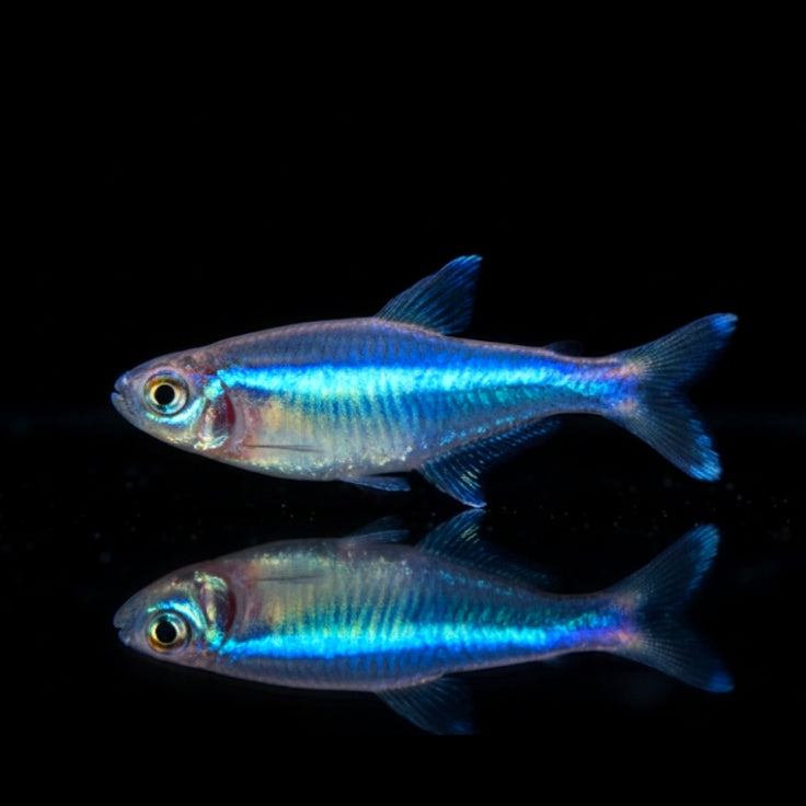 Blauer Perusalmler – Knodus borki