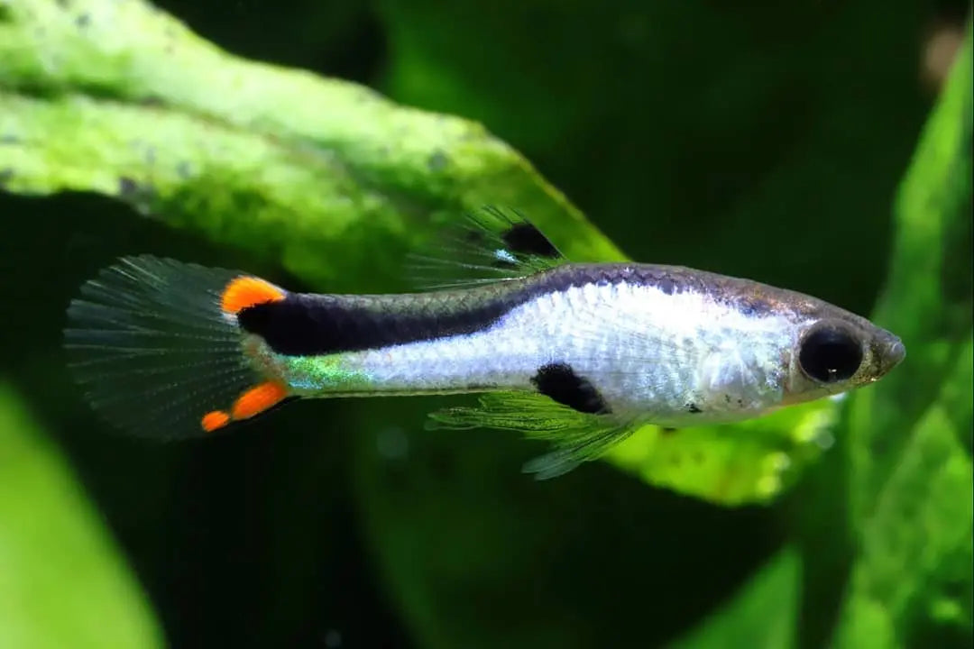 ✨ Guppy Wingei "Silverado" – Der glänzende Blickfang fürs Aquarium! ✨ AquaTimo