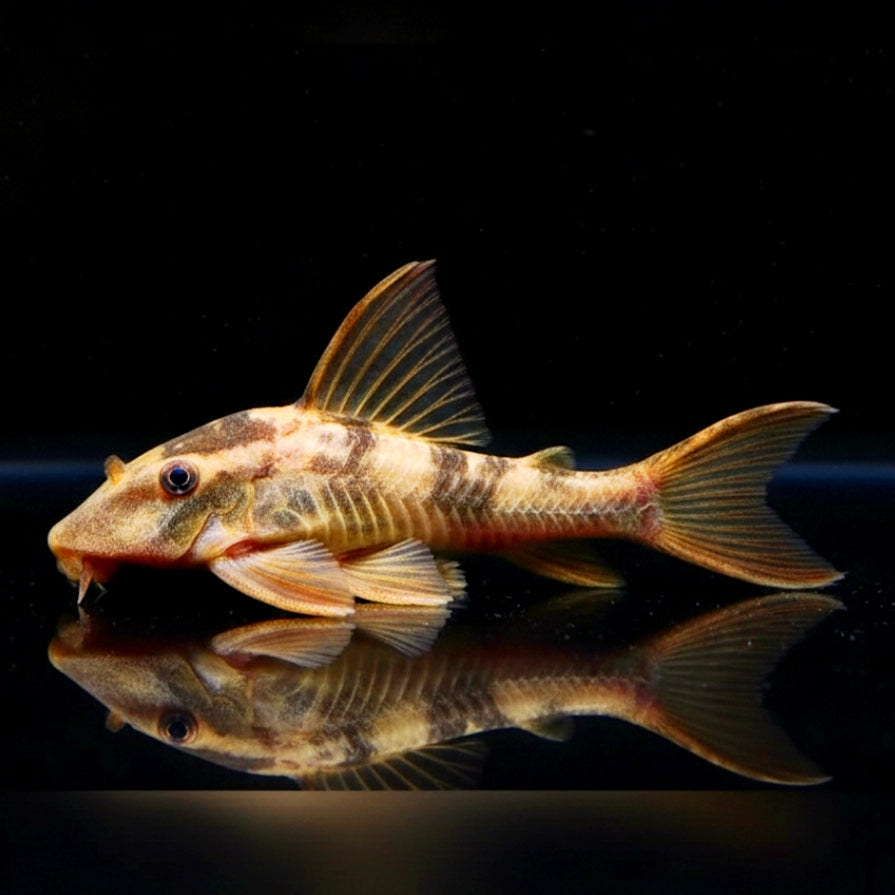 Basilisken-Harnischwels – Hypostomus basilisko (L137) P. bruno🐟