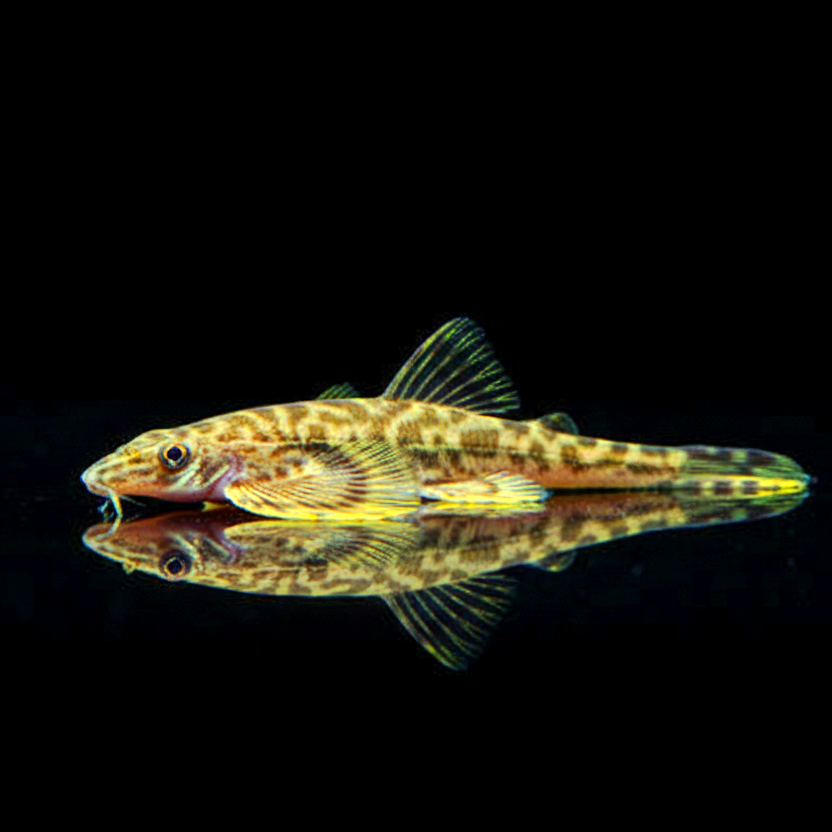 Vietnam-Bergbachschmerle – Vanmanenia spec. "Vietnam"