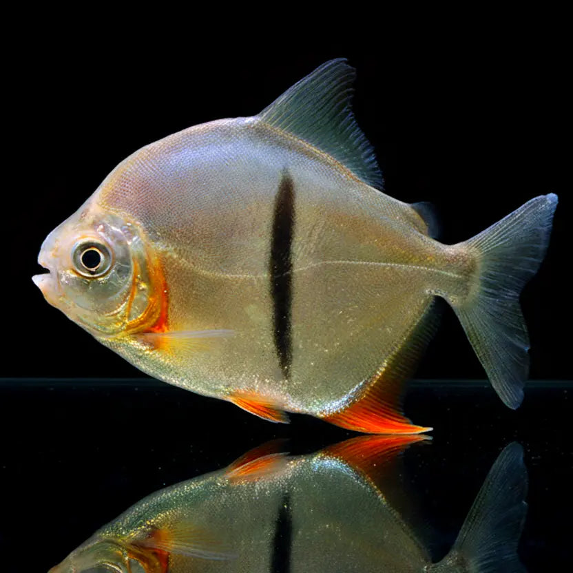 Schwarzbinden-Scheibensalmler – Myleus schomburgkii (Myloplus schomburgkii) AquaTimo