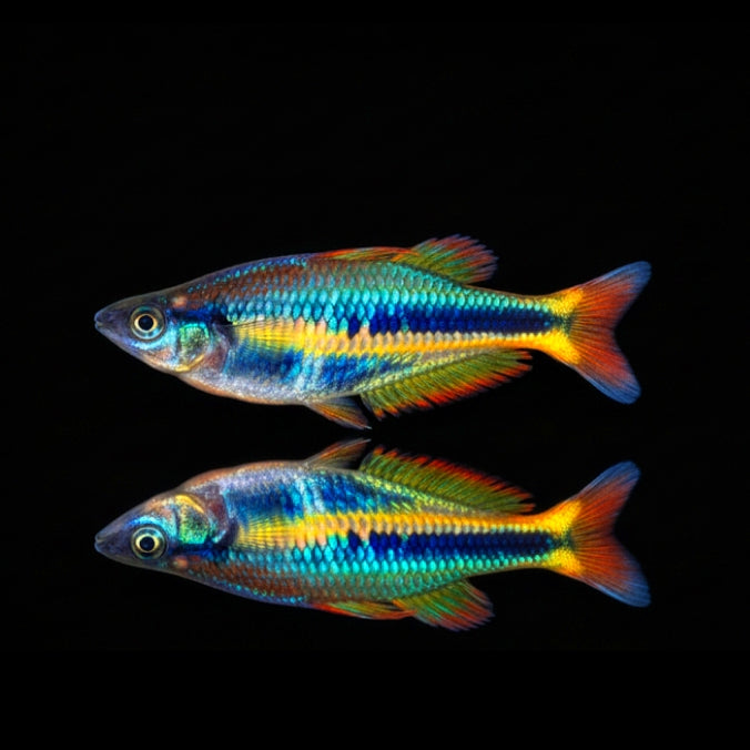 Allens Regenbogenfisch – Chilatherina alleni