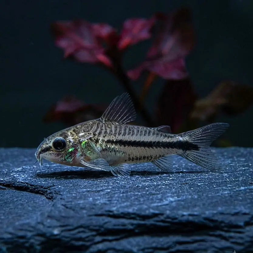 Corydoras pygmaeus 🩶🤍 Zwergpanzerwels AquaTimo
