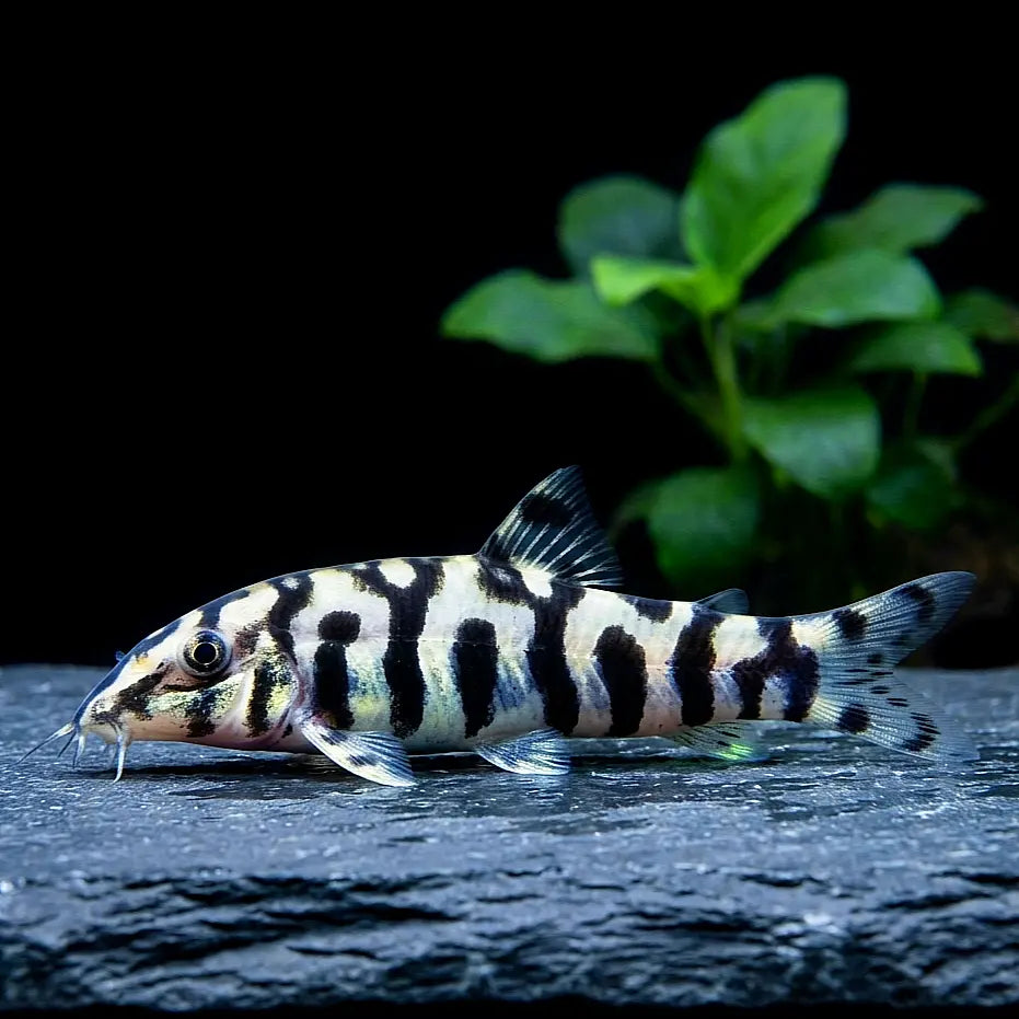 Netzschmerle - 🤍🖤 Botia lohachata AquaTimo