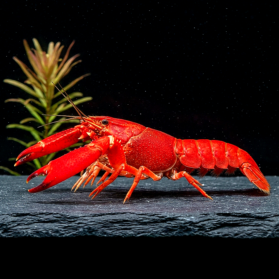 Cherax „Red Brick“ – Der majestätische Blickfang für Ihr Aquarium