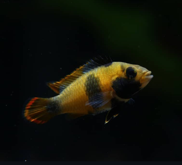 Panda Zwergbuntbarsch – Apistogramma nijsseni 🐼💛