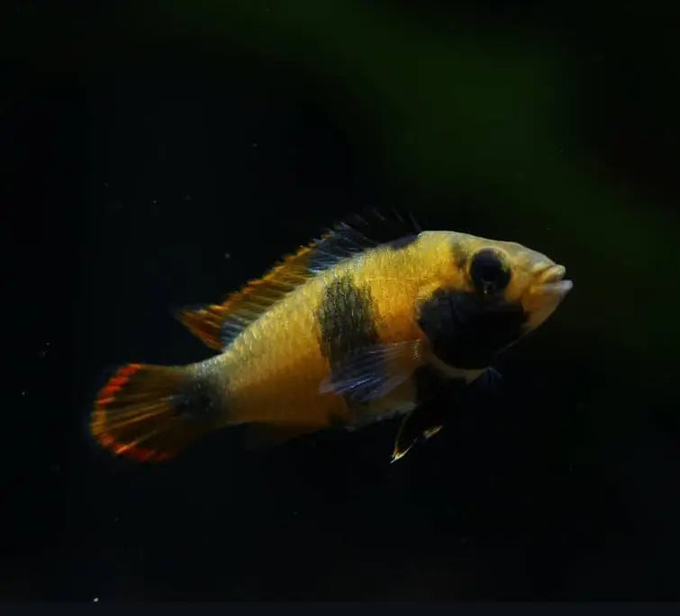 Panda Zwergbuntbarsch – Apistogramma nijsseni 🐼💛 AquaTimo
