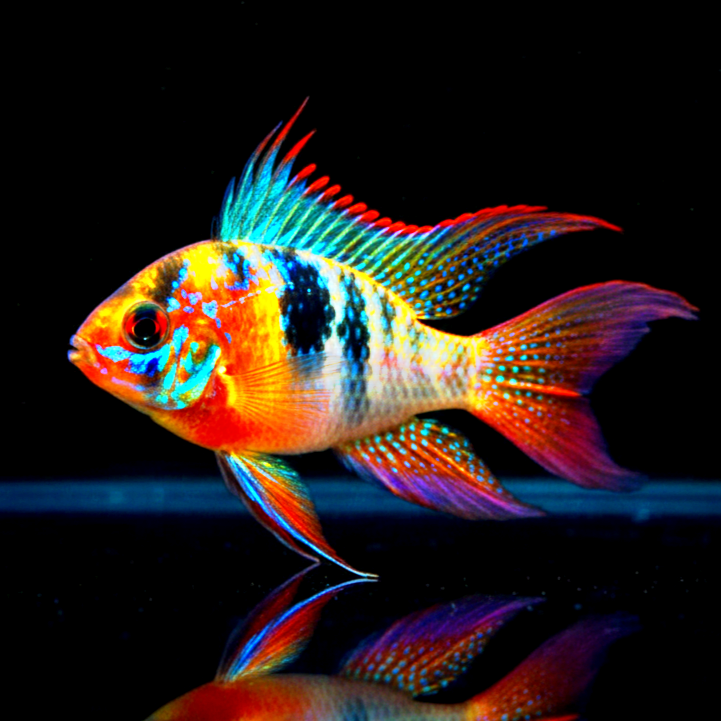 Schmetterlingsbuntbarsch "LongFin" – Microgeophagus ramirezi