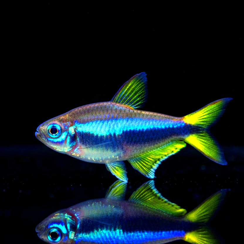 Kaisertetra – Nematobrycon palmeri 👑🐟✨
