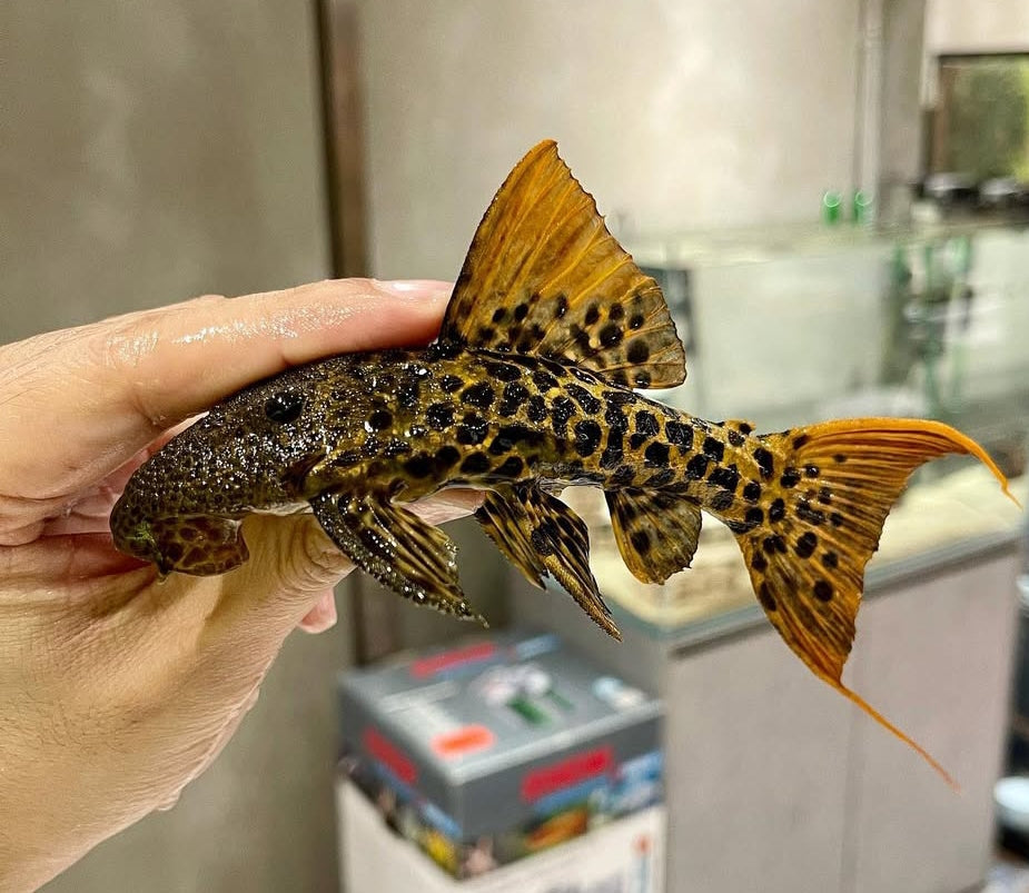 L273 Titanic-Kaktuswels – der auffällige König unter den L-Welsen 🐟🖤 ca. 7-9 cm