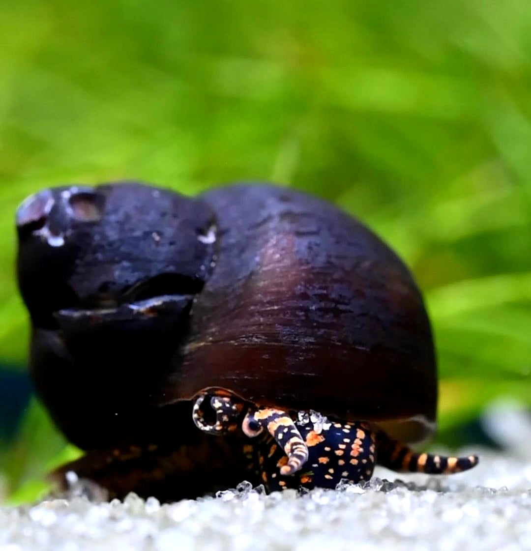 Notopala sp. - Blue Berry Snail